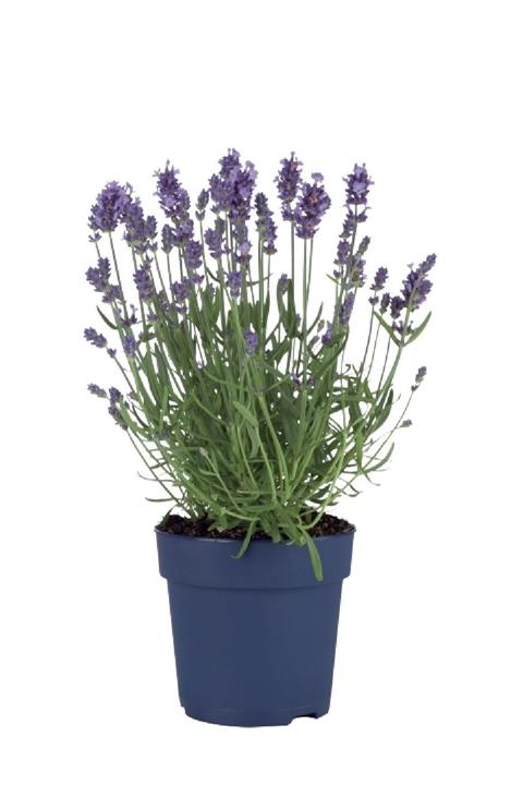 Yalova Fidan Market Lavanta 4 Adet