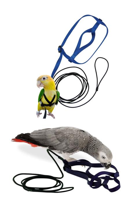 Petcalvit Jako Papağan Uçurma Gezdirme Tasması