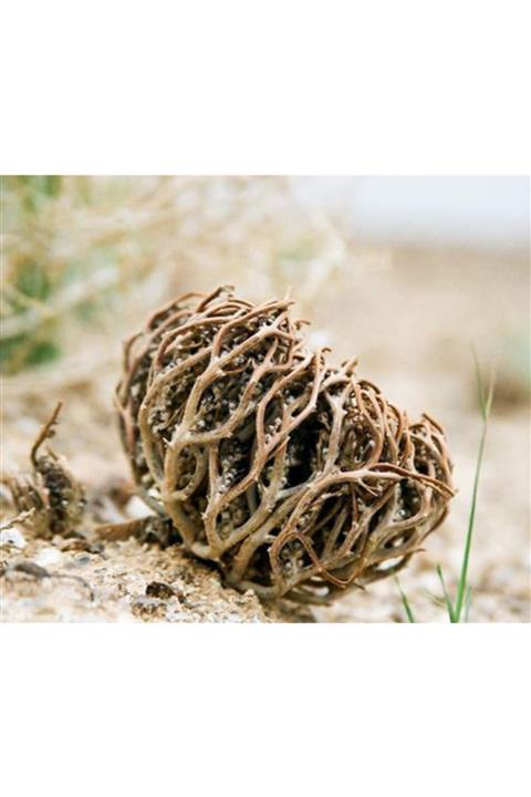 Eaktariye 2 Adet Meryem Ana Otu Fatma Ana Eli