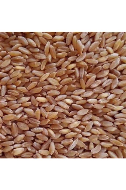 Ekindenbu Karakılçık Buğdayı