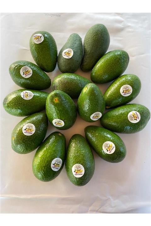 Ağacından 20'li Avokado