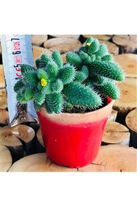 EGZOTİKBAHÇE Delosperma Echinatum Succulent Sarı Çiçek Açan Tüylü Sukulent