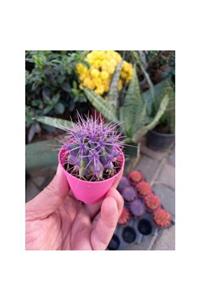 lalaahmetbotanik Mor Dikenli Altın Fıçı Kaktüs, Echinocactus Grusonii 5,5 Cm Saksıda