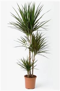 MarkaDepodan Dracena Marginata, Ağacı 3 Gövdeli Saksı Da