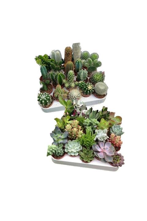 Fintarla Sukulent Seti Karışık Set Canlı Dolgun 8 Adet 4+4 Kaktüs