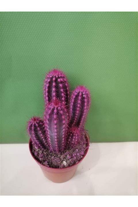 sabuncakiskadikoy Mor Renk Sukulent Kaktüs Çiçeği Hediyelik