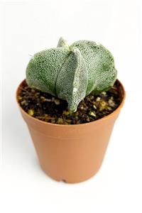 Toptan Kaktüs Astrophytum Myriostigma Nadide Özel Tür Kaktüs Nadir Kaktüs 5.5 Cm Saksıda