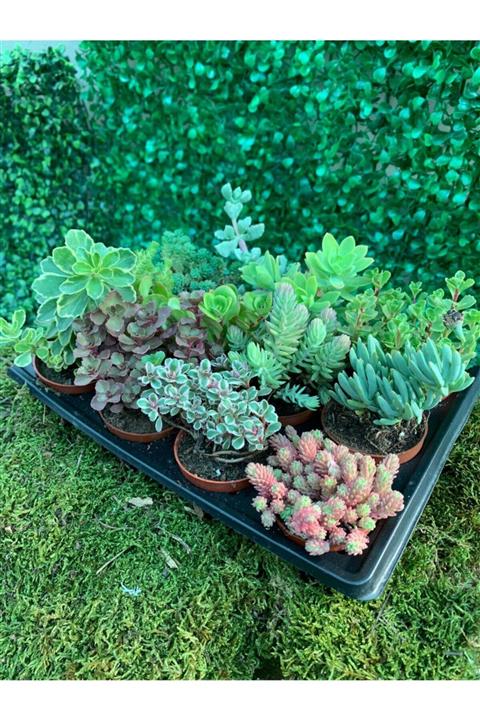 Serra Gardens 12 Adet Farklı Sedum Mix