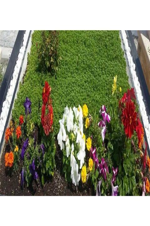 ALİBOTANİK Mezar Üstü Çiçekleri 10 Adet Mezarlık