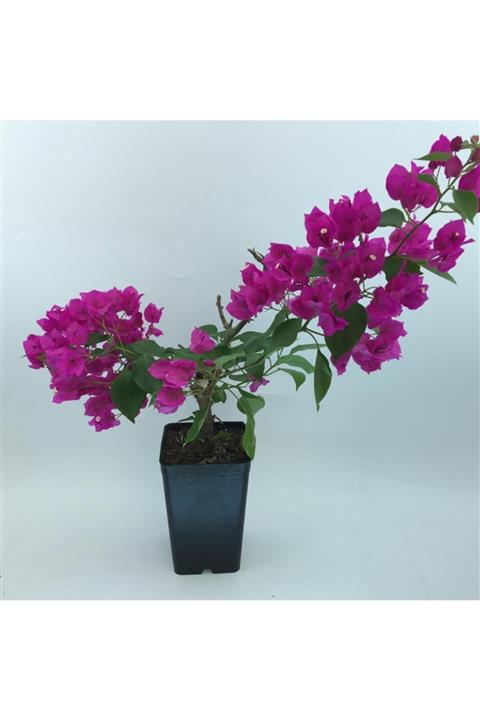 SERVET GARDEN Bonsai Begonvil