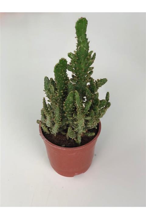 My Succulent Opuntia Monacantha Büyük Boy Kaktüs 12 cmlik Saksıda