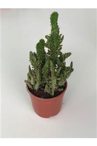 My Succulent Opuntia Monacantha Büyük Boy Kaktüs 12 cmlik Saksıda