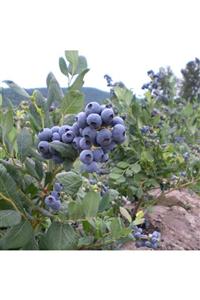 fidanistanbul Likapa Blueberry Yaban Mersini Fidesi, 5 Yaş, Saksıda