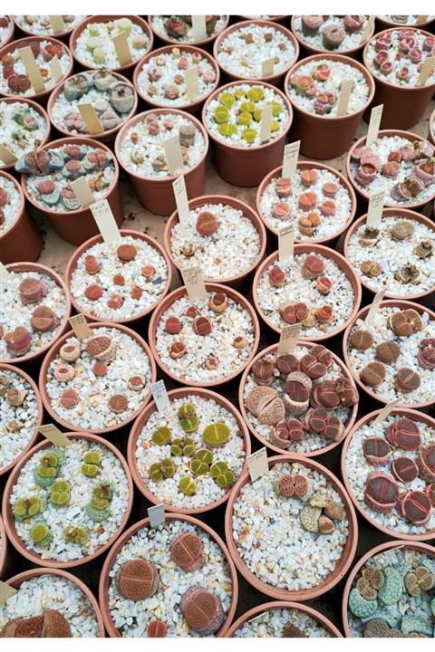 SAHRAFLORA Taş Kaktüs - Lithops Tohum Seti