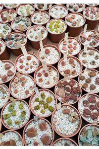 SAHRAFLORA Taş Kaktüs - Lithops Tohum Seti