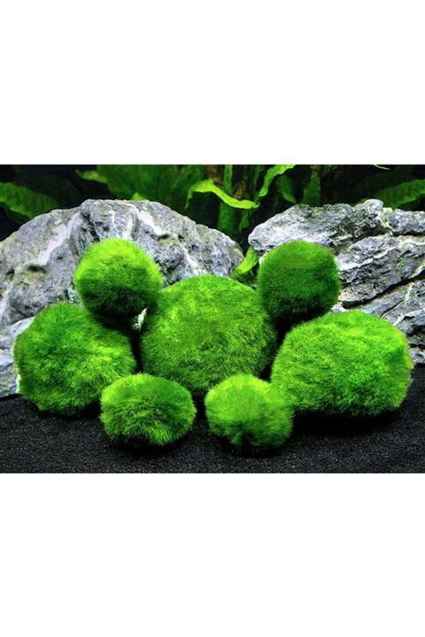 TROPİKAL Marimo Yosun Topu 1-2cm