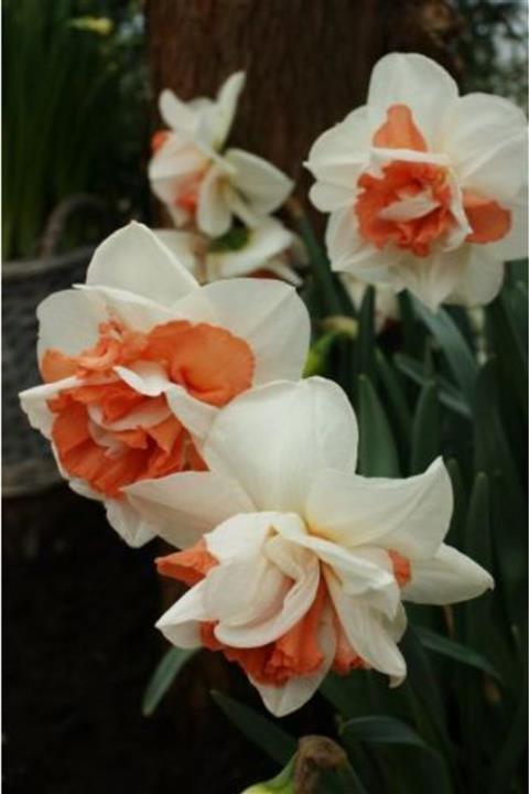 LOBELYA TOHUMCULUK 4 Adet Ithal Katmerli Nergis Çiçeği Soğanı Kokulu