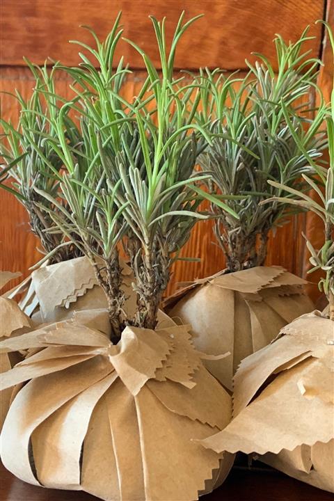 EGET Lavanta Fidesi En Güzel Armağan -12 Adet