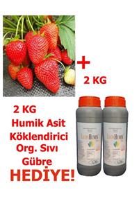 Ucuzluk Diyarı 100 Adet Rubugen Çilek Fidesi Açık Kök Ve Frigo 2kg Hümik Asit Köklendirici Gübre