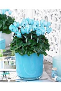 HAN BOTANİK 3 Adet Turkuaz Mavi Sıklamen Soğanı (cyclamen Yumrusu)