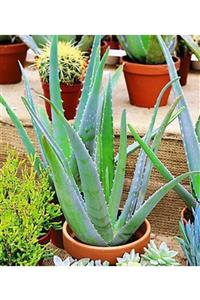 Doğa Aloe Vera - Aloevera