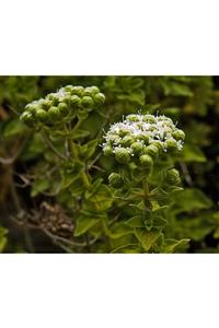 fidanistanbul Origanum Onites Izmir Kekiği, Bilyalı Kekik, Saksıda