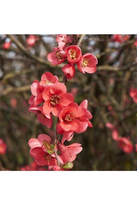 Fidanyolu Japon Ayvası Süs Fidanı