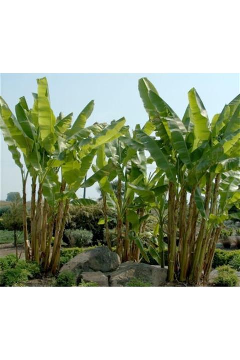 ruzgarbotanik 3 Adet Muz Fidanı 100 Cm