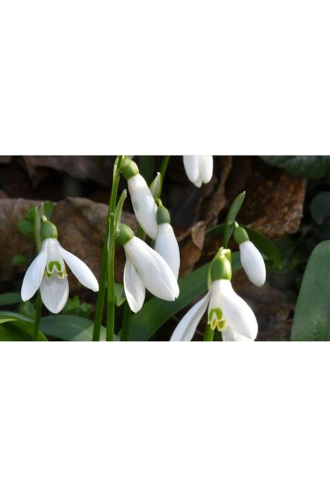 LOBELYA TOHUMCULUK 5 Adet Beyaz Renkli Kardelen Çiçeği Soğanı