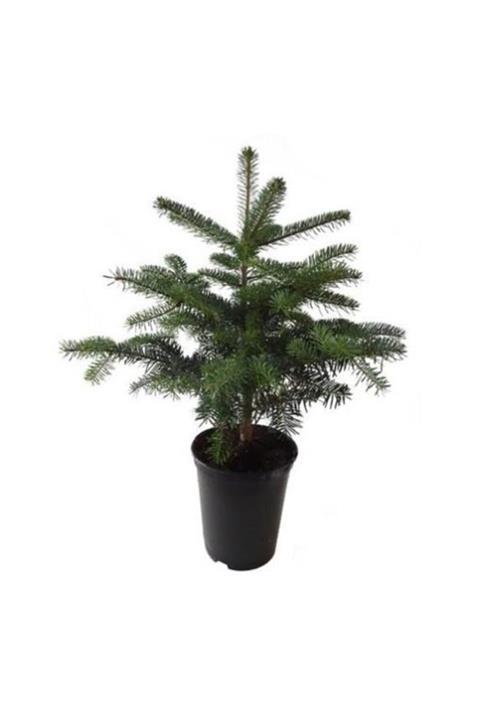 Mimoza Bitki Market Toros Göknar Köknar Çam Fidanı 7 Yaş 80-120 Cm Abies Cilicica