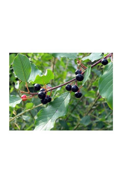 1001fidan Rhamnus Frangula Barut Ağacı Acı Cehri Fidanı 4 Yaşlı