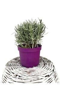 Fidanvar Lavanta Bitkisi (lavandula) 25-30 Cm