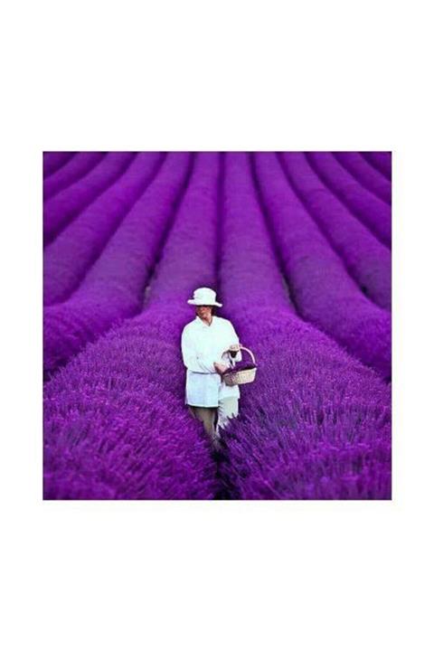 Tohum Dünyam 20 Adet Yediveren Mor Lavanta Tohumu