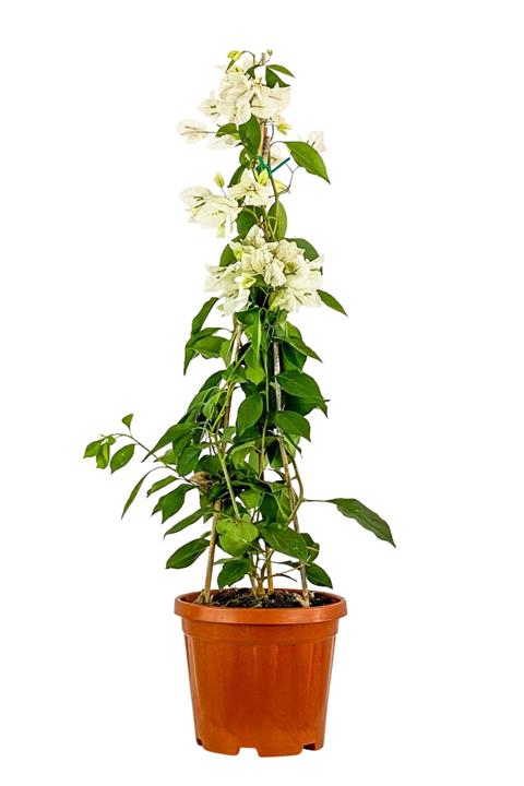 Fidanburada Piramit Begonvil Beyaz 80cm