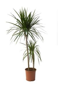 Bitkim Dracena Marginata Bitkisi - Madagaskar Dragon Ağacı 2'li 130-140 Cm