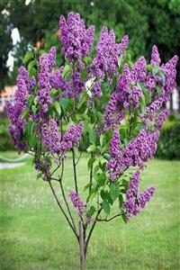 efidanci Leylak Fidanı(Syringa chinensis ), Büyük 1 Metre , Saksılı