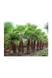 1001fidan Washingtonia Filifera Palmiye Fidanı 60-80cm