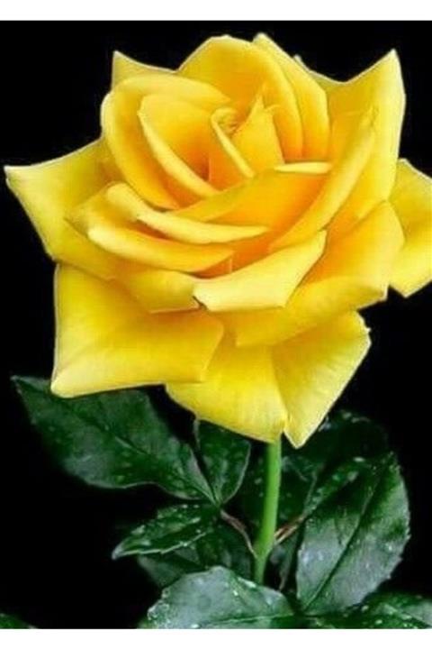 Önderler Sarı Aşılı Yediveren Gül Fidanı Saksıda