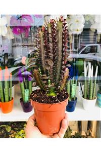 Özen Çiçekçilik Euphorbia Trigona Royal Cactus Doğal Kırmızı Süt Ağacı Kaktüs