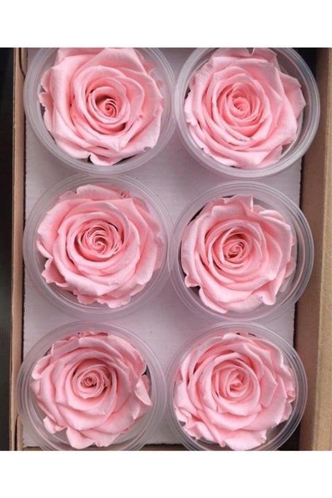 MELT HOME DESİGN Toz Pembe Solmayan Ekvator Gülü