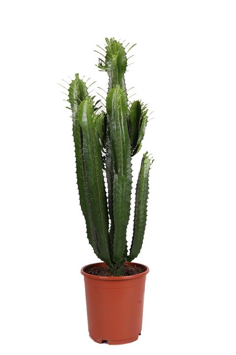 Bitkim Euphorbia Acrurensis - Afrika Süt Ağacı - Büyük Kovboy Kaktüs 100cm
