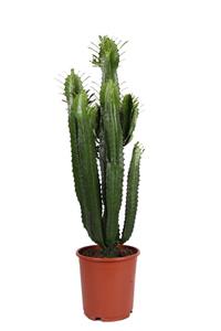 Bitkim Euphorbia Acrurensis - Afrika Süt Ağacı - Büyük Kovboy Kaktüs 100cm