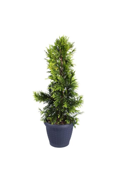 Fidan & Peyzaj Altuni Mazı Fidanı (50 Cm. Boyda)