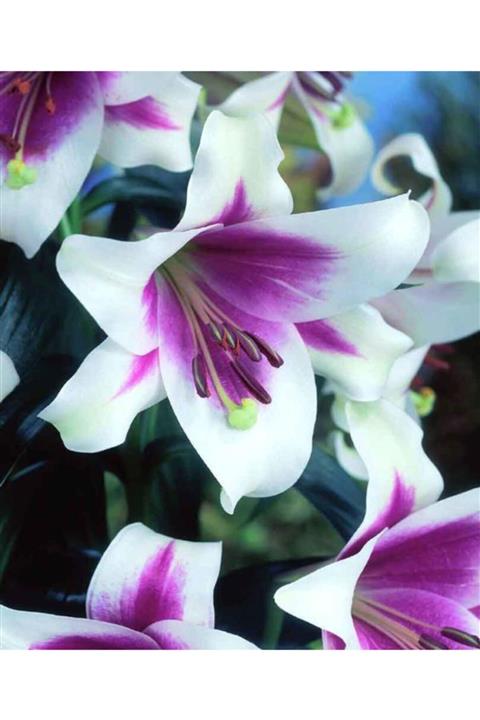 HAN BOTANİK 3 Adet Mis Kokulu İçi Mor Beyaz Zambak Çiçeği Soğanı