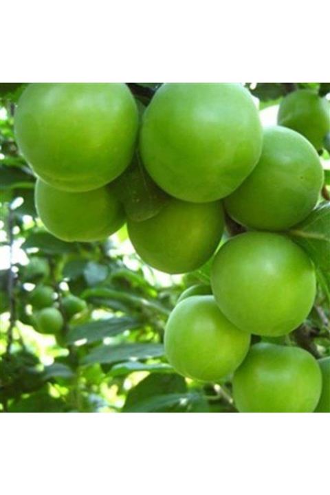 fidanbahcem 3 Yaş Aşılı Can Erik Fidanı