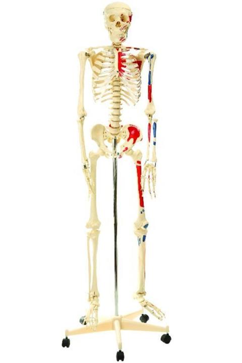 Edulab Iskelet Modeli 160 Cm