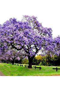 FarmLife Tohum Paulownia Çin Kavağı Ağacı Tohumu 50 Adet