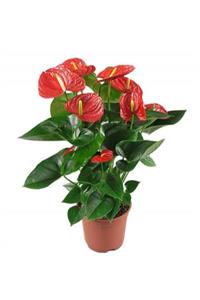 Sakura i Ithal Büyük Boy Anthurium  Antoryum Filamingo 70 cm