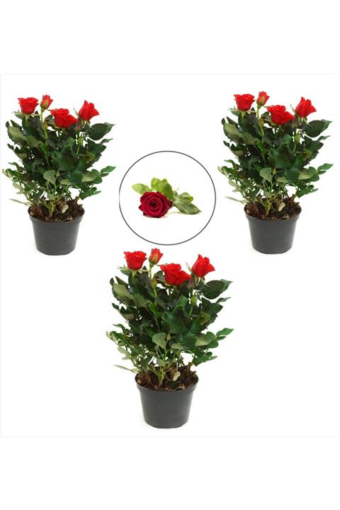 Çiçek Penceresi 3 Adet Yediveren Gül Fidesi