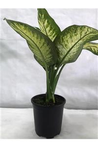 ENDER'DEN Difenbahya Tropik (Dieffenbachia Tropic) | 21'lik saksı | 60 - 80 cm